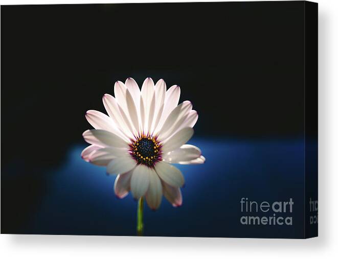 Background Canvas Print featuring the photograph Beautiful and delicate white female flower dark background illum by Joaquin Corbalan
