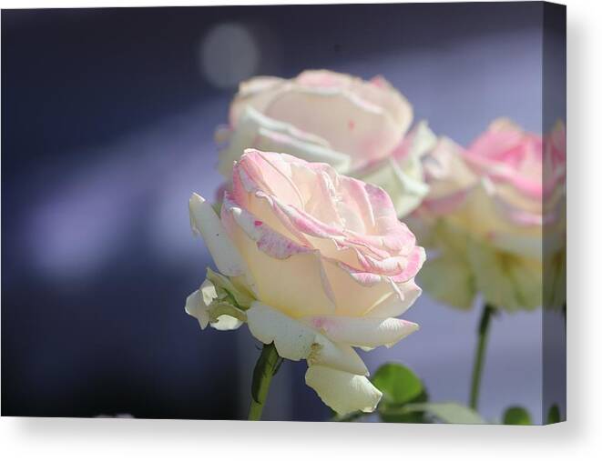 Beautiful Canvas Print featuring the photograph Beautiful and soft by Nilu Mishra