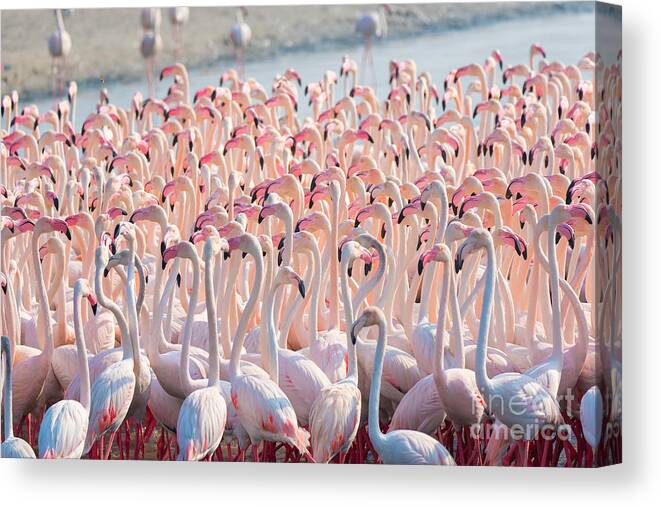 Flock Canvas Print featuring the photograph Beautiful And Wild - Flamingos by Keyur Athaide