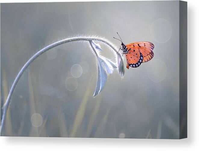 Butterfly Canvas Print featuring the photograph Beautiful Butterfly by Edy Pamungkas