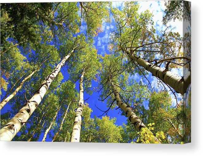 Aspen Canvas Print featuring the photograph Beautiful Colorado Aspens by Ams Stock Images