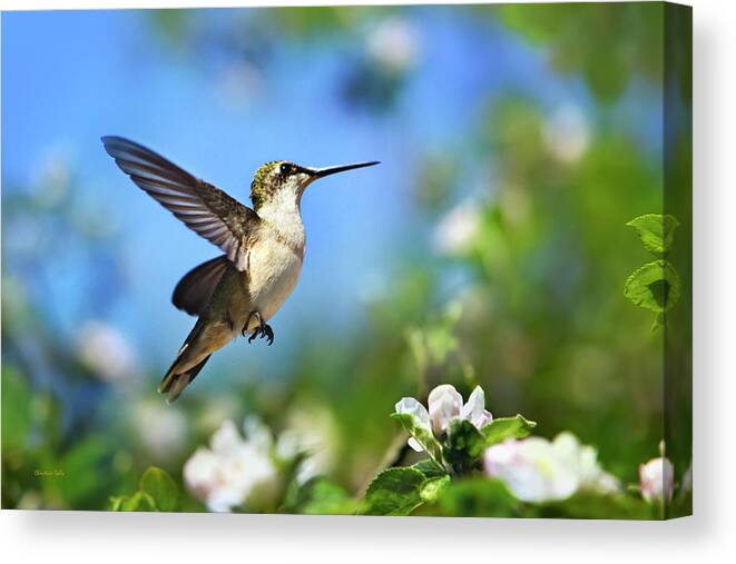 Hummingbird Canvas Print featuring the photograph Beautiful Hummingbird In Flight by Christina Rollo