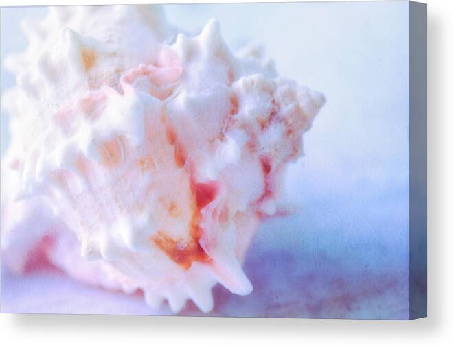 Dreamy Still Life Canvas Print featuring the photograph Beautiful Shell by Bonnie Bruno
