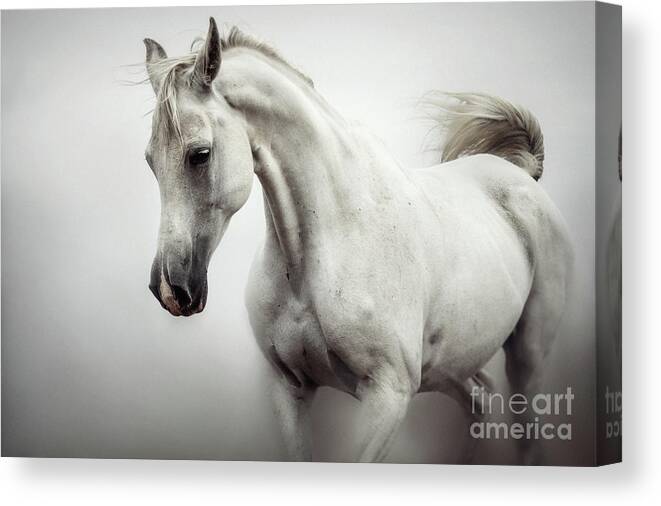 Horse Canvas Print featuring the photograph Beautiful White Horse on The White Background by Dimitar Hristov