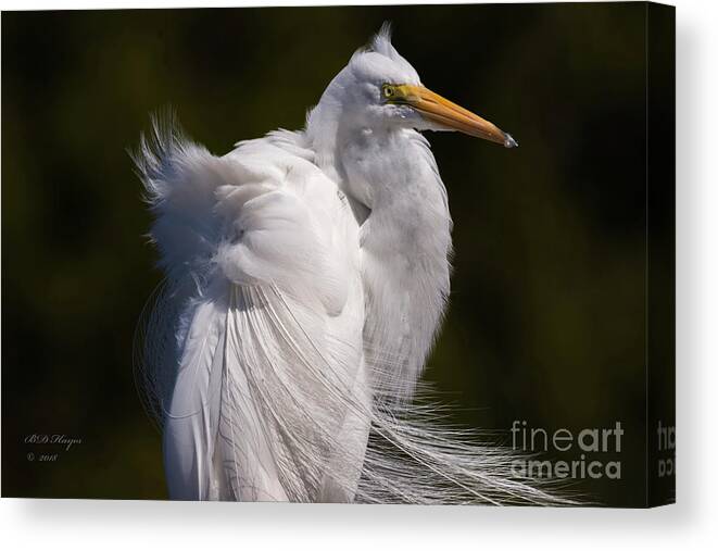 Egrets Canvas Print featuring the photograph Beauty In The Wind by DB Hayes