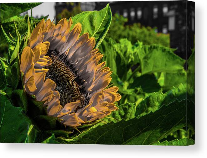 Sunflower Canvas Print featuring the digital art Becoming by DiGiovanni Photography