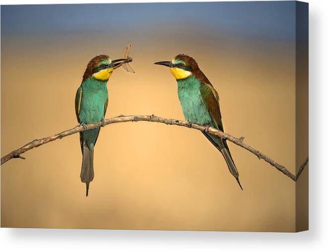 Bee-eater Canvas Print featuring the photograph Bee-eater by Xavier Ortega