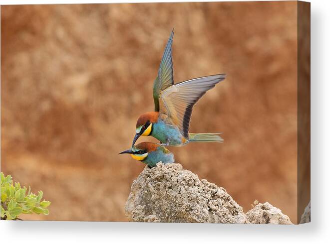 Mating Canvas Print featuring the photograph Bee-eaters, Mating by Shlomo Waldmann