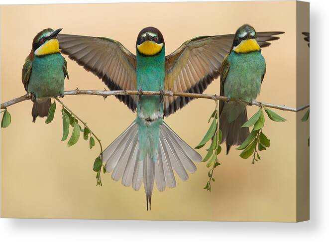 Bee-eater Canvas Print featuring the photograph Bee-eaters Trio by Eliran Sagie