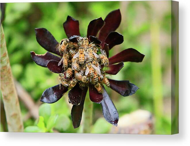 Bee Canvas Print featuring the photograph Bee Flower by Shoal Hollingsworth