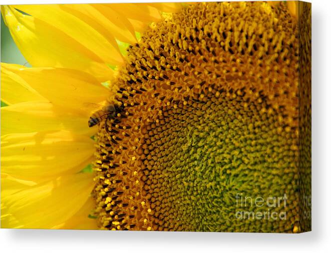 Bee Canvas Print featuring the photograph Bee in sunflower pistils by Jeff Swan