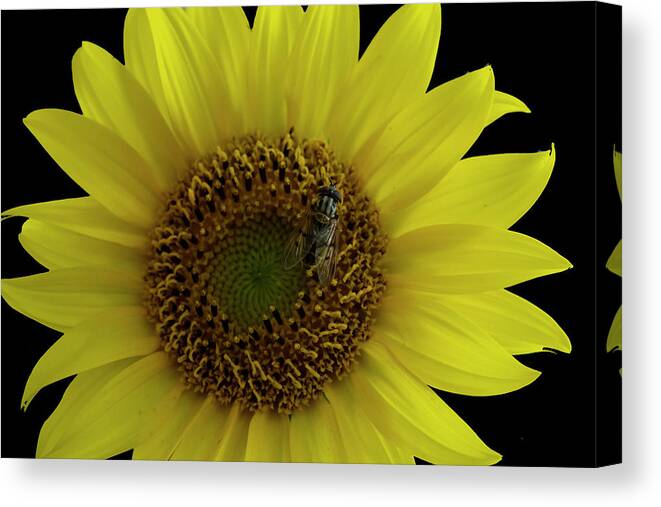 Sunflower Canvas Print featuring the photograph Bee On Sunflower 4170 by Cathy Kovarik