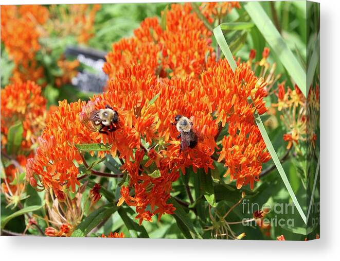 Flower Canvas Print featuring the photograph Bees by Flavia Westerwelle