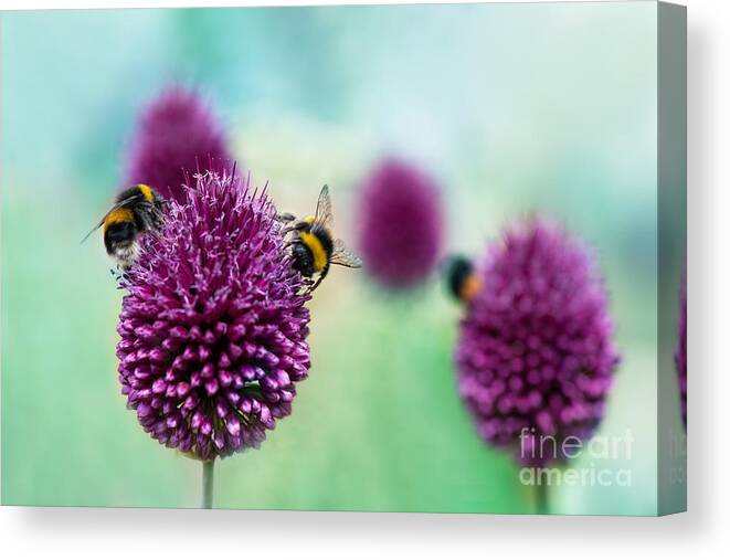 Bee Canvas Print featuring the photograph Bees On Allium Sphaerocephalon Allium by Onelia Pena