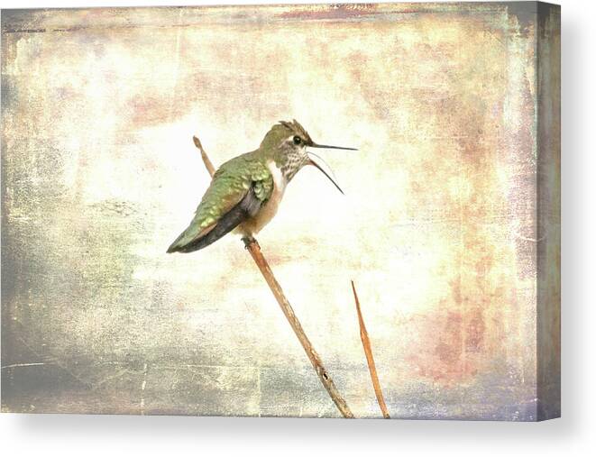 Hummingbird Canvas Print featuring the photograph Begging to Be Fed by Jennifer Grossnickle