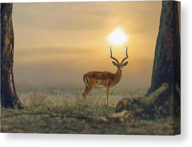Nature Canvas Print featuring the photograph Behind The Sunset by Sherif Abdallah