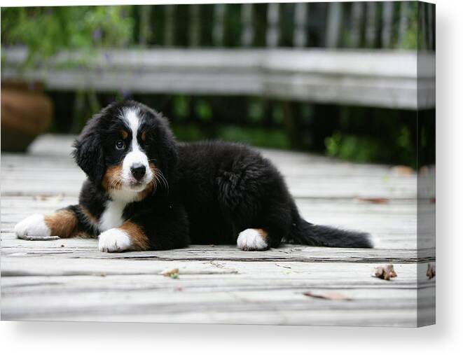 Animals Canvas Print featuring the photograph Bernese Mountain Dog 30 by Bob Langrish