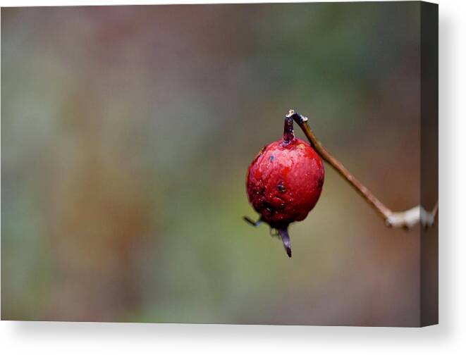 Macro Canvas Print featuring the photograph Berry Red by Greg Hayhoe