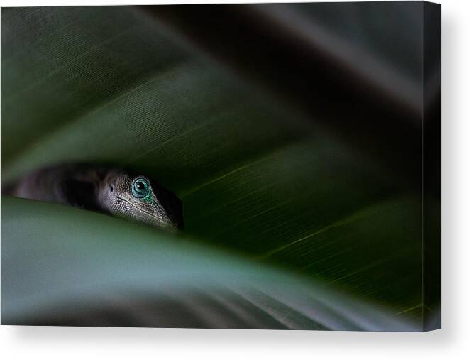 Lizard;palm;hiding;anole Canvas Print featuring the photograph Between Two Leaves by Carl Bostek