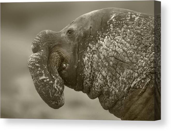 Disk1215 Canvas Print featuring the photograph Big Nosed Elephant Seal by Tim Fitzharris