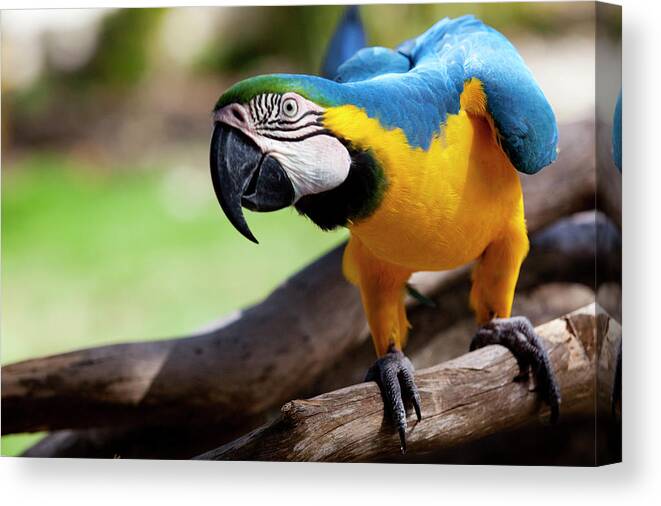Tropical Rainforest Canvas Print featuring the photograph Big Parrot by Fds111