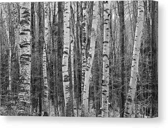 Nature Canvas Print featuring the photograph Birch Stand by Ron Kochanowski