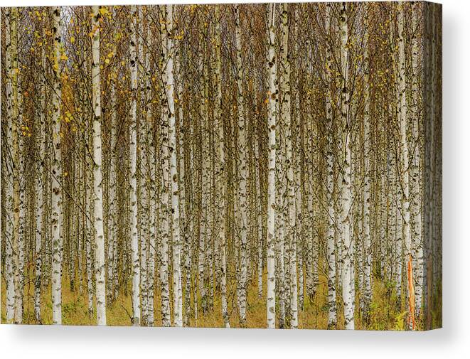 Briches Canvas Print featuring the photograph Birches by Torbjörn Gustafsson