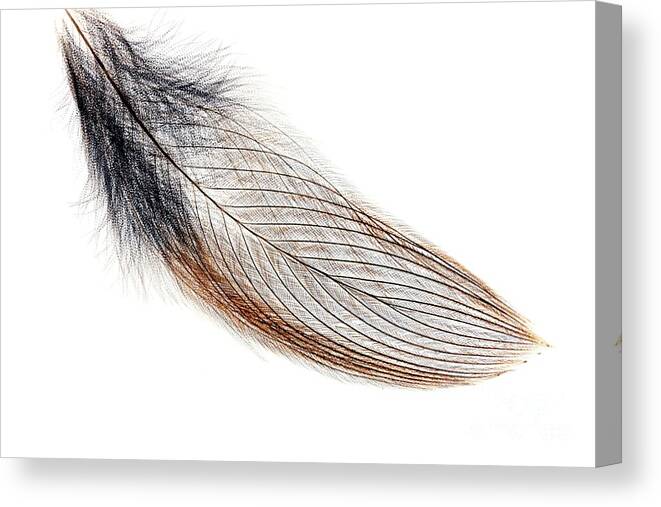 Animal Canvas Print featuring the photograph Bird Feather by Dr Keith Wheeler/science Photo Library