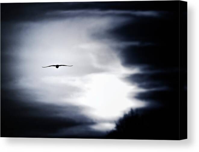 Wildlife Canvas Print featuring the photograph Bird In The Sky by Catalin Costea