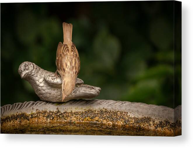 Bird Canvas Print featuring the photograph Bird On Fountain by Ed Esposito