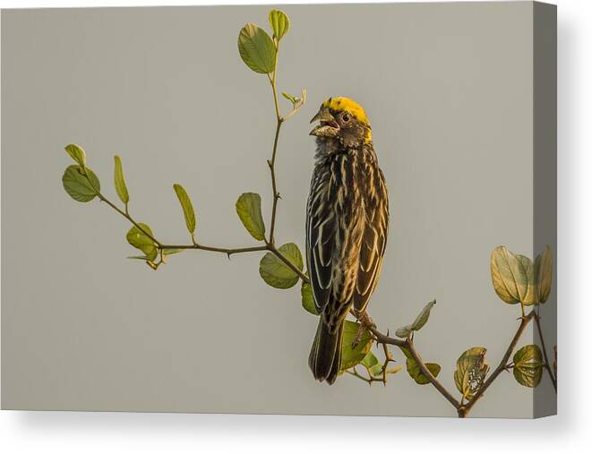 Nature Canvas Print featuring the photograph Bird\'s Song by Pavol Stranak