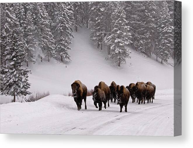 Snow Canvas Print featuring the photograph Bison In Winter by Dbushue Photography