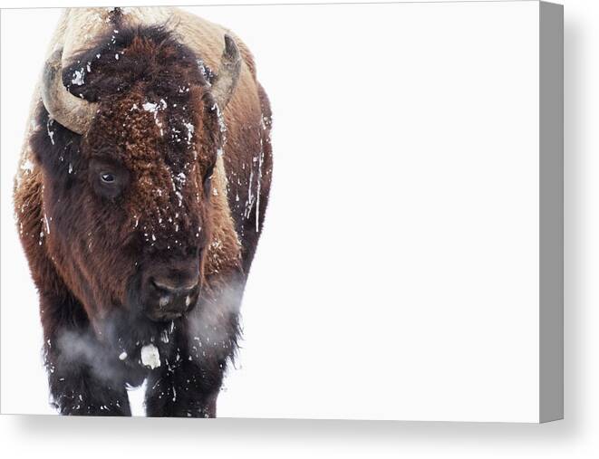 Three Quarter Length Canvas Print featuring the photograph Bison In Yellowstone National Park by Susan Dykstra / Design Pics
