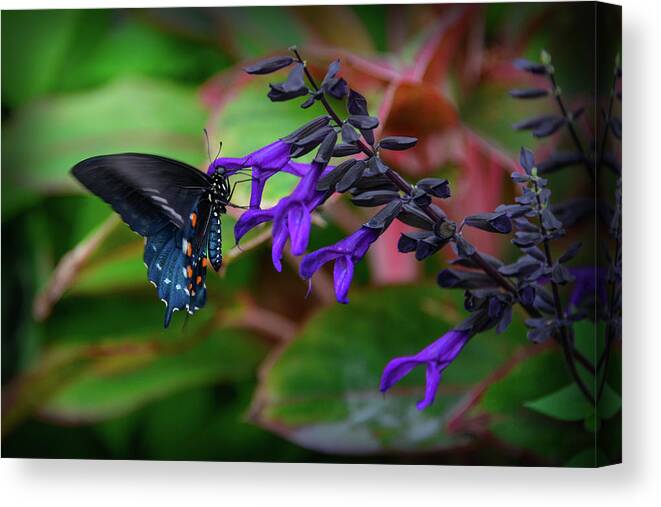 Butterfly Canvas Print featuring the photograph Black and Blue by Michelle Wermuth