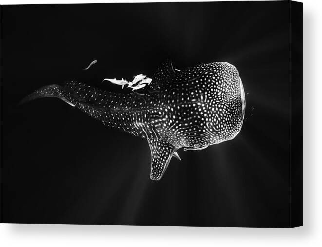 Shark Canvas Print featuring the photograph Black And Whale Shark by Barathieu Gabriel