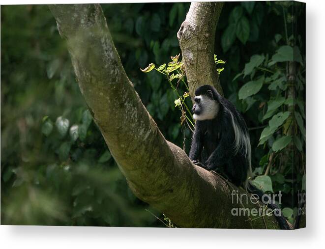 Uganda Canvas Print featuring the photograph Black and White Colobus by Brian Kamprath