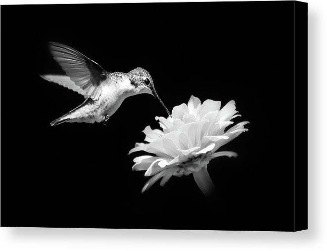 Hummingbird Canvas Print featuring the photograph Black and White Hummingbird and Flower by Christina Rollo