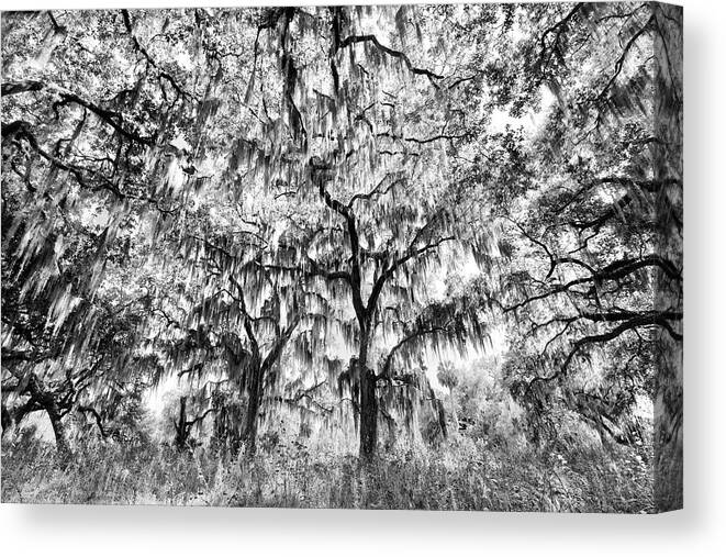 Adam Jones Canvas Print featuring the photograph Black And White Of Live Oaks Draped by Adam Jones