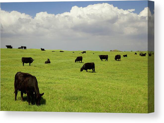 South Point Canvas Print featuring the photograph Black Angus Cows Grazing In Open Pasture by Timothy Hearsum