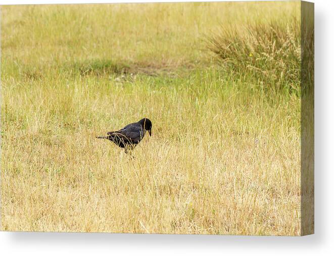Animal Canvas Print featuring the photograph Black Crow by Tanya C Smith