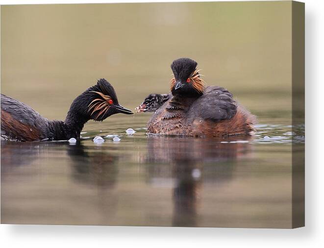 Black-necked Canvas Print featuring the photograph Black-necked Grebe by Muriel Vekemans