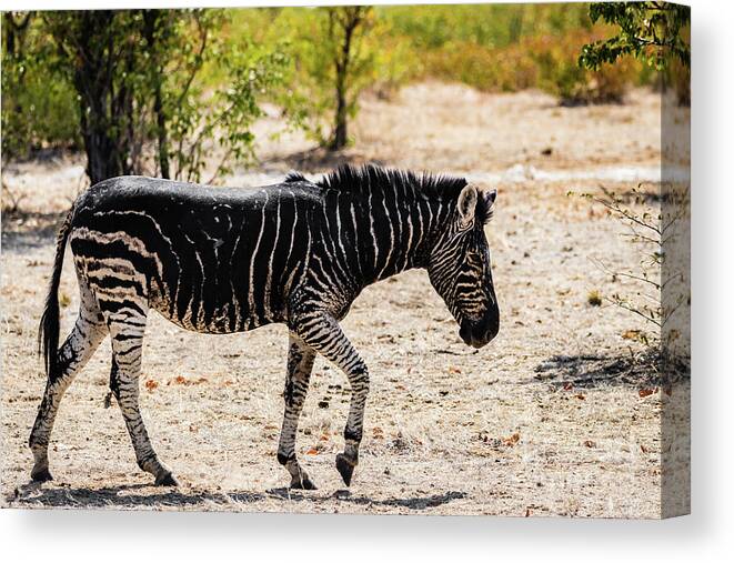 Zebra Canvas Print featuring the photograph Black zebra, Namibia by Lyl Dil Creations