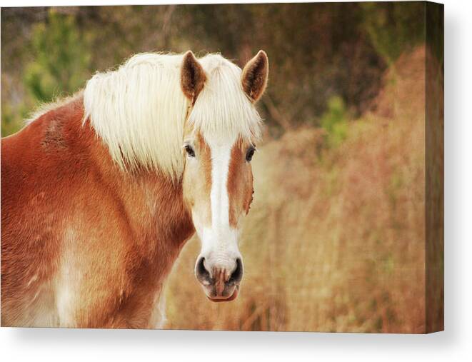 Horse Canvas Print featuring the photograph Blond Horse by Daniela Duncan