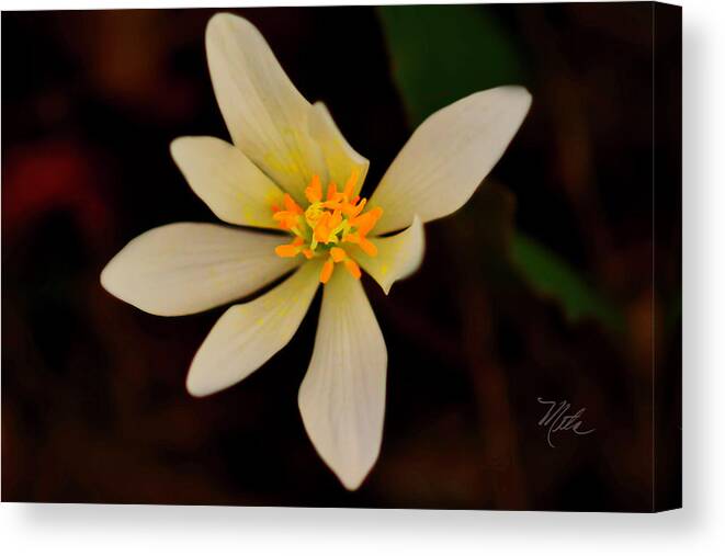 Macro Photography Canvas Print featuring the photograph Bloodroot by Meta Gatschenberger
