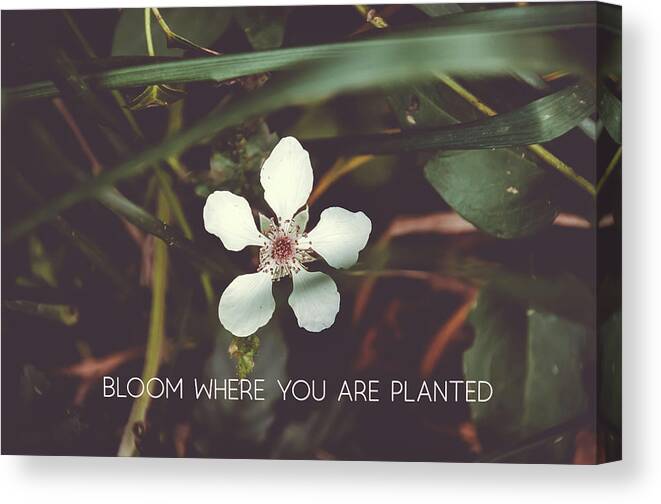 Minimalism Canvas Print featuring the photograph Bloom where you are planted #inspirational by Andrea Anderegg
