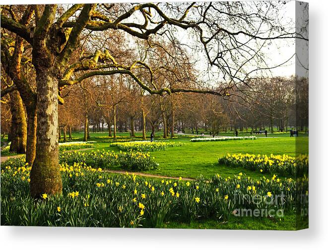Britain Canvas Print featuring the photograph Blooming Daffodils In St Jamess Park by Elena Elisseeva