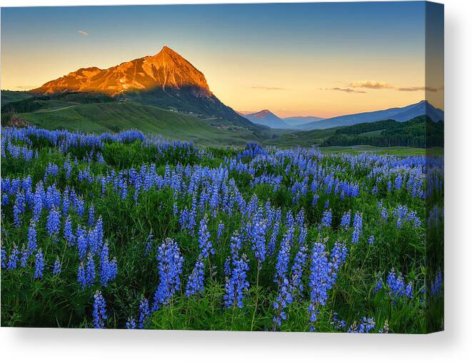 Wildflowers Canvas Print featuring the photograph Blooming Of Lupines by Mei Xu