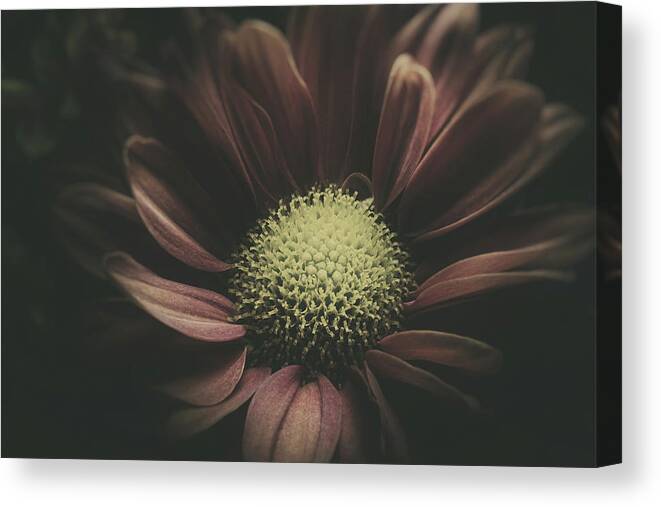 Daisy Canvas Print featuring the photograph Blossom in the Darkness by Scott Norris