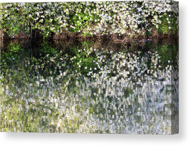  Canvas Print featuring the photograph Blossom reflections in a river in Spring by Anita Nicholson