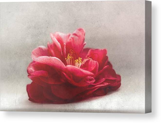 Red Canvas Print featuring the photograph Blossomed by Carmen Watkins